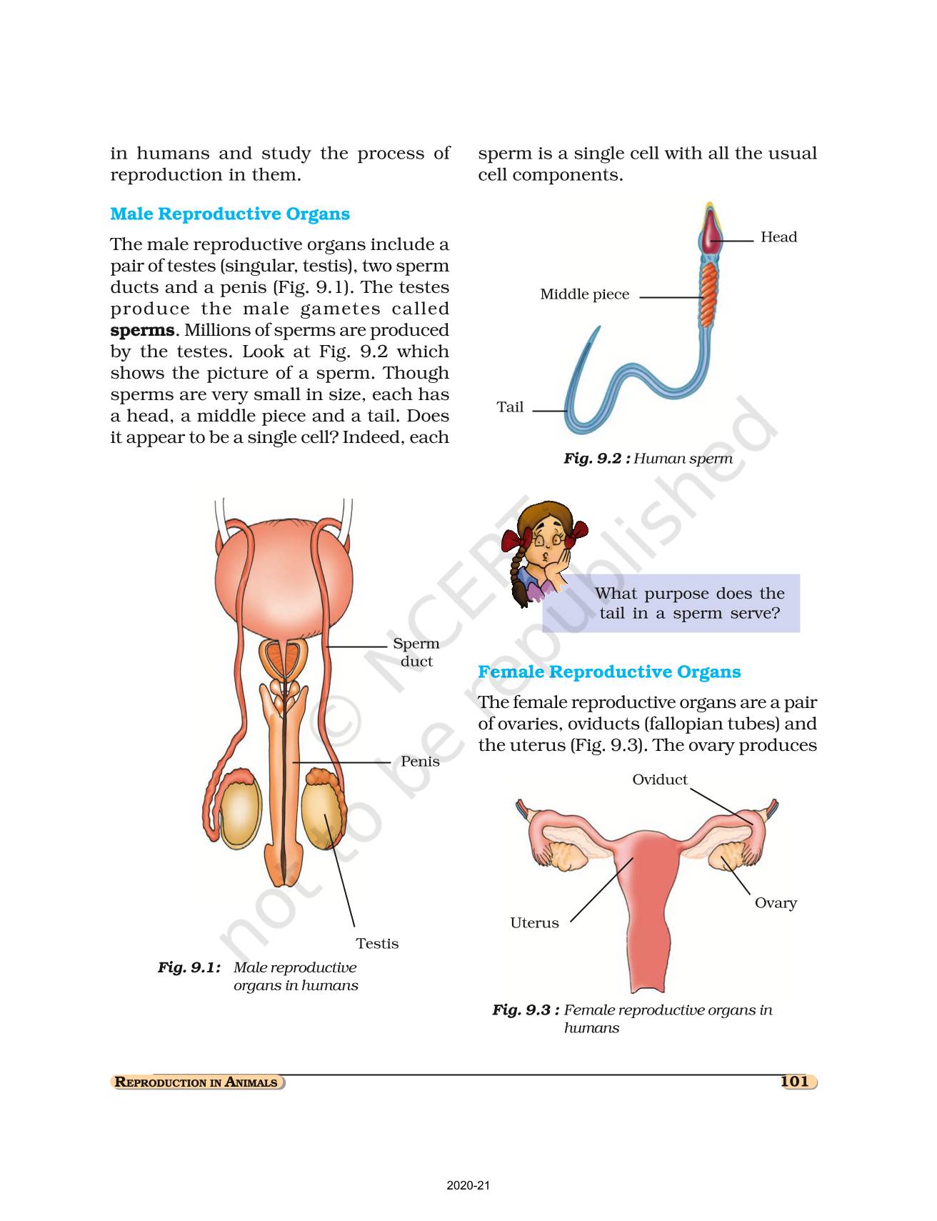 Reproduction In Animals - NCERT Book of Class 8 Science